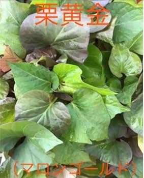 Amazon.co.jp: 栗黄金（マロンゴールド）苗20本に なります