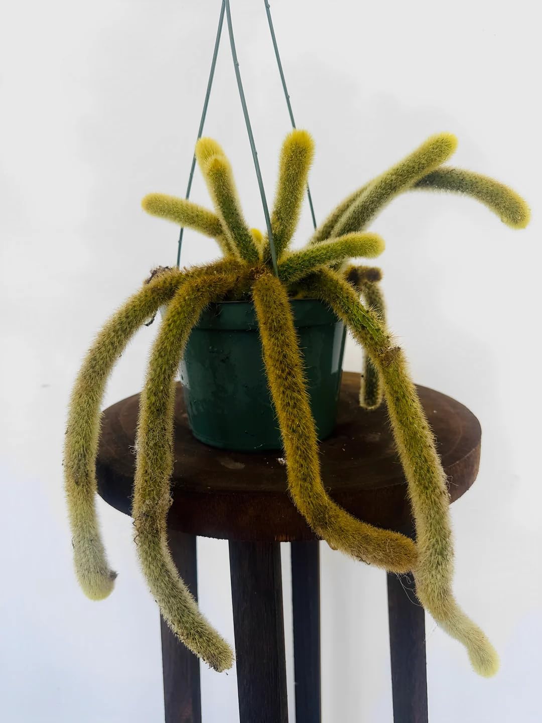 Golden Rat Tail Cactus, Bolivian Mountain, Trailing Cactus, Indoor, Fuzzy Golden-Yellow Spines, 3 Ft Length, Pink-Red Blooms, Spring-Summer Flowering, Bright Indirect Light, Live Plant
