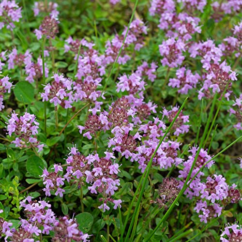 thymiansamen bodendecker - exotische alte sorten kübel winterhart garden 300pcs