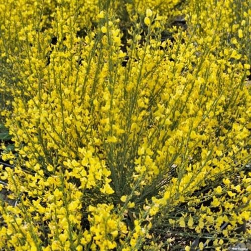 3 x mix di Cytisus: Lena + Boskoop Ruby + Allgold - 3 x Ginestra | Giallo-rosso, giallo e rosso - piccolo arbusto, densamente cespuglioso, alto fino a 150 cm - 3 x 1,5 litri