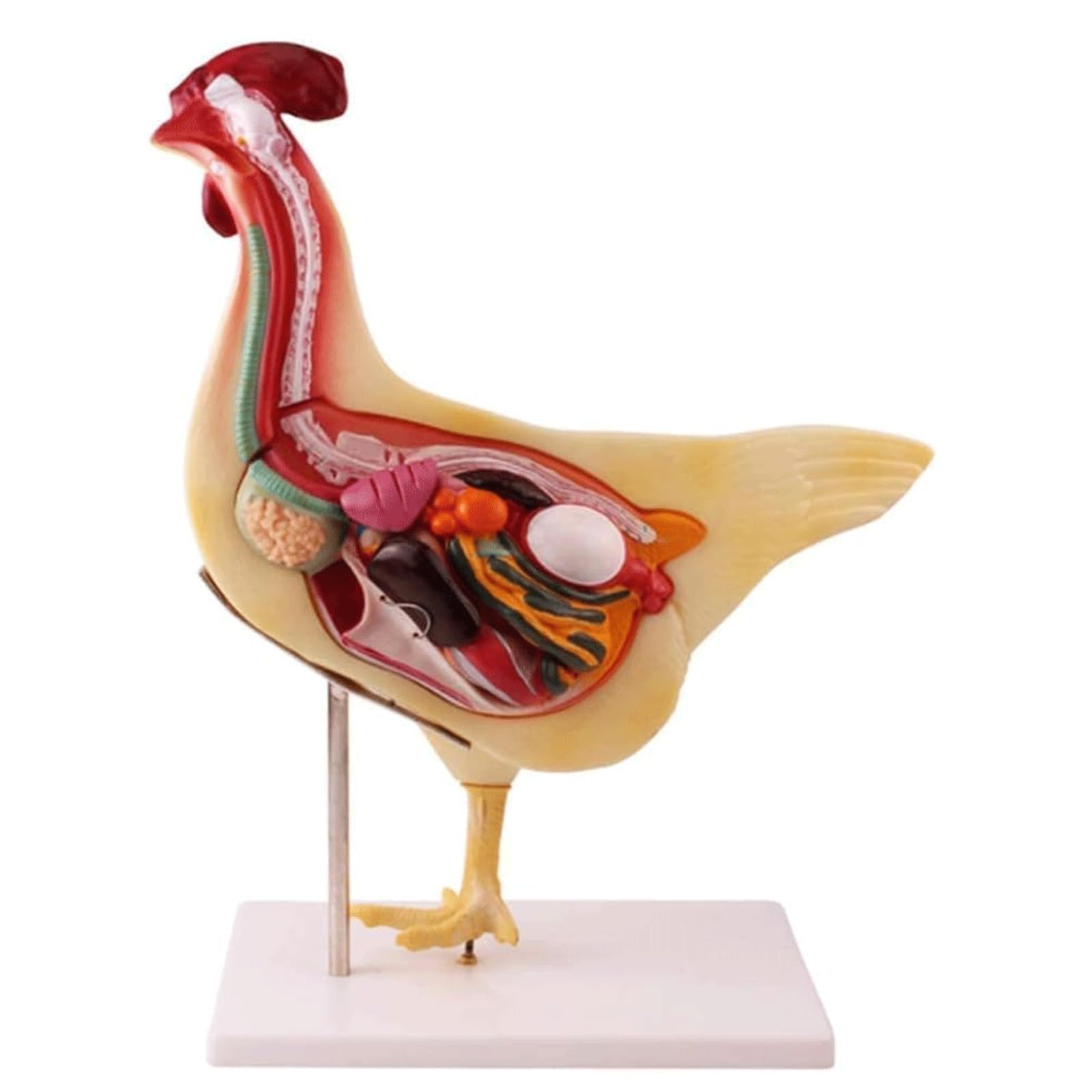 YNIYUJKL Chicken Anatomical Model, Animal Anatomy Model,3D Dissection Kit With Removable Organs And Skeleton,Detailed Animal Biology Science Kit For Veterinary Students, Farmers