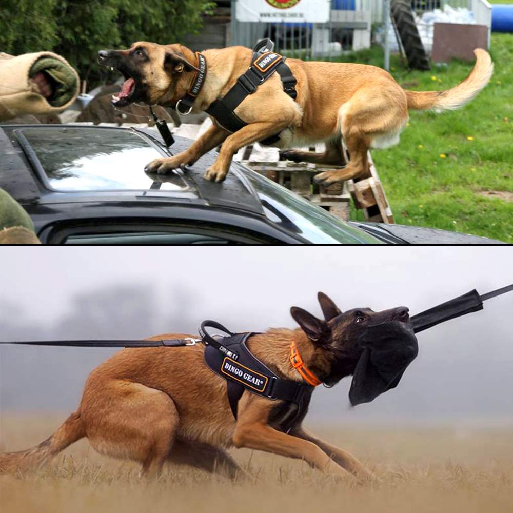 Dingo Gear Arnés Multifuncional para Perro en el Trabajo, Entrenamiento de Perro Guardia, e Ipo, Sistema Cobra Hecho a Mano Negro S03195, M
