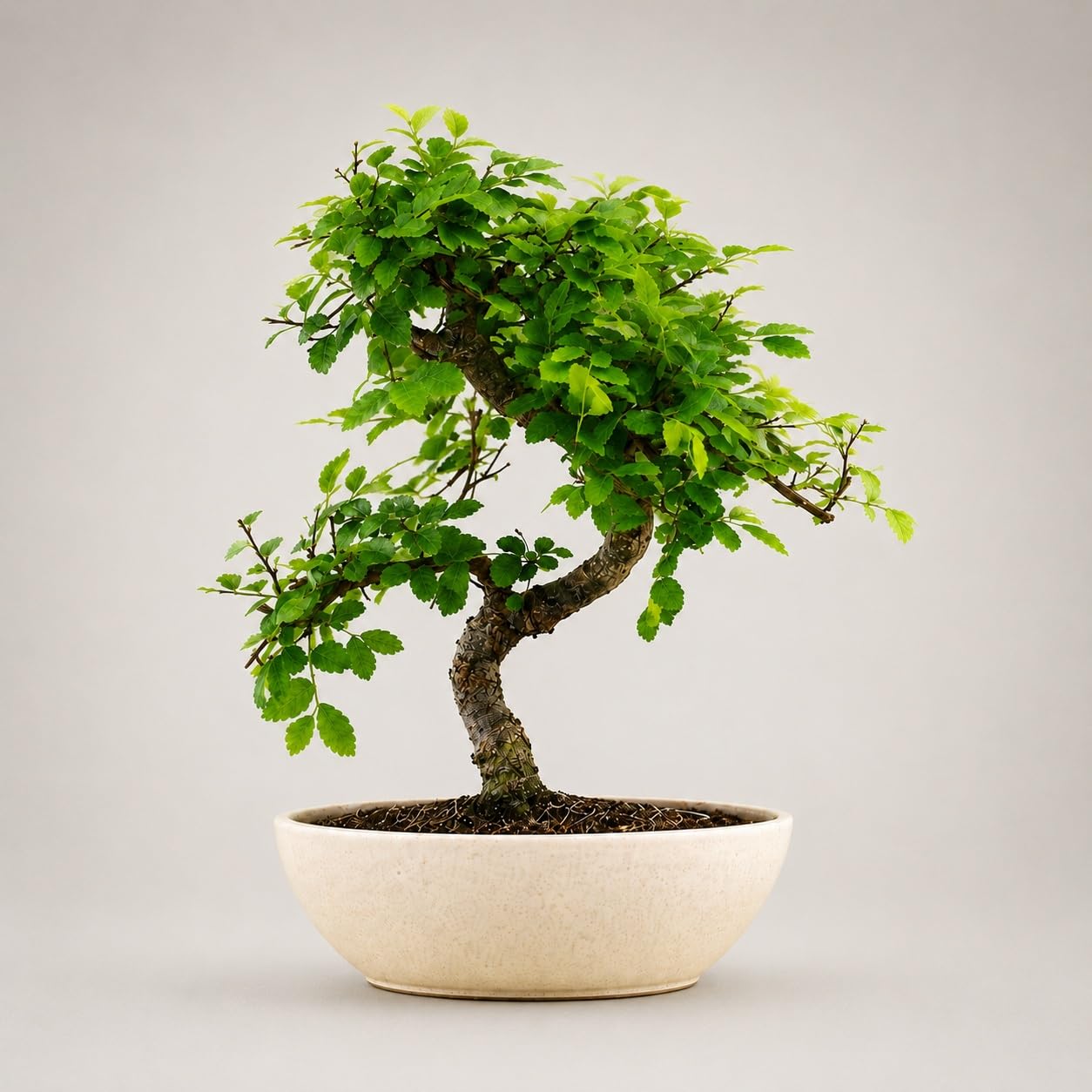 Abana Homes Bonsai Live Plant - 5 Years Old Chinese Elm Bonsai Tree In Ceramic Pot| Unique Bonsai Plants for Home Indoor, Plant Gifting | Height: 25-30cm-image-14