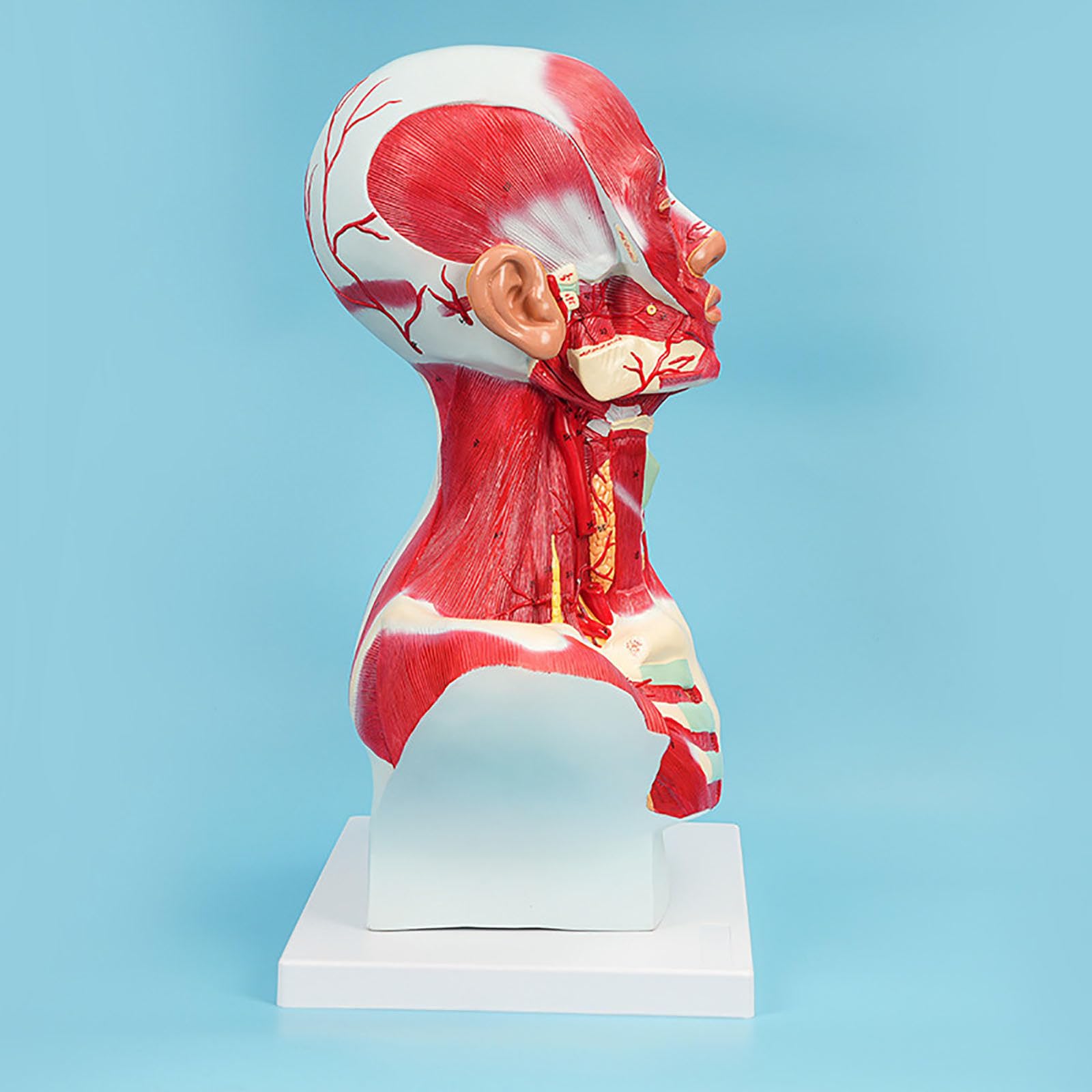 Modèle anatomique de la tête et des muscles faciaux, du cou, de la tête et de la poitrine, pour la formation, l'apprentissage et le dessin en centre de rééducation, institut médical, école d'infirmiè