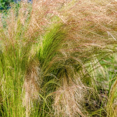 Stipa Tenuissima Pony Tails Seeds – RHS Award of Garden Merit – Also Known as Angel Hairs – Hardy Perennial – for Your Beautiful Garden