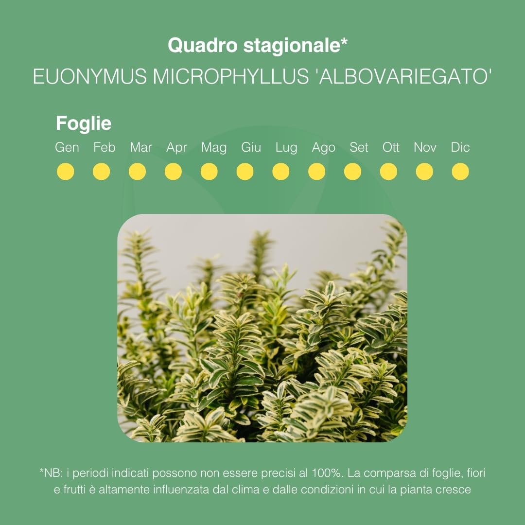 EUONYMUS JAPONICUS MICROPHYLLUS Arbusto sempreverde da esterno, vaso da 19 cm. Piante vere per giardino e terrazzo con foglie bianche bordate. 6 mesi di concimazione inclusi (Albo).