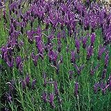Park Seed French Long Lavender Seeds, Aromatic, Colorful, Densely-Branched, Pack of 100 Seeds
