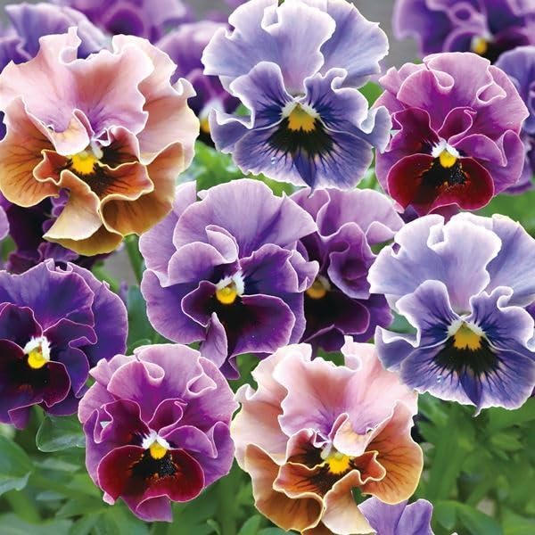 Amazon.co.jp: 種 花たね ビオラ フリル和モダンミックス 1袋（18粒