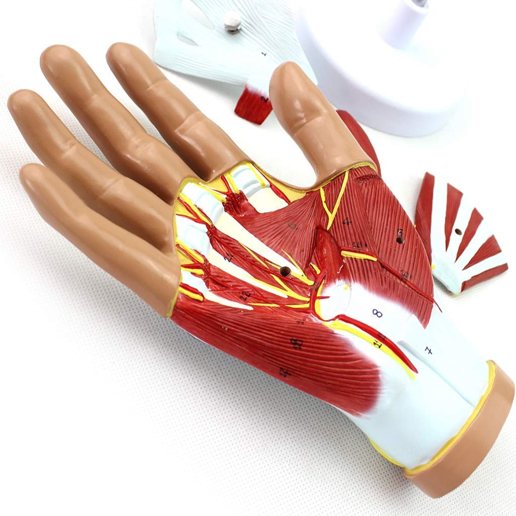 Anatomiczny model dłoni i więzadeł – ścięgna, anatomia naczyniowo-nerwowa – do sprzętu laboratoryjnego, naukowego, wyjmowanego, 4-częściowego, modeli medycznych i materiałów dydaktycznych