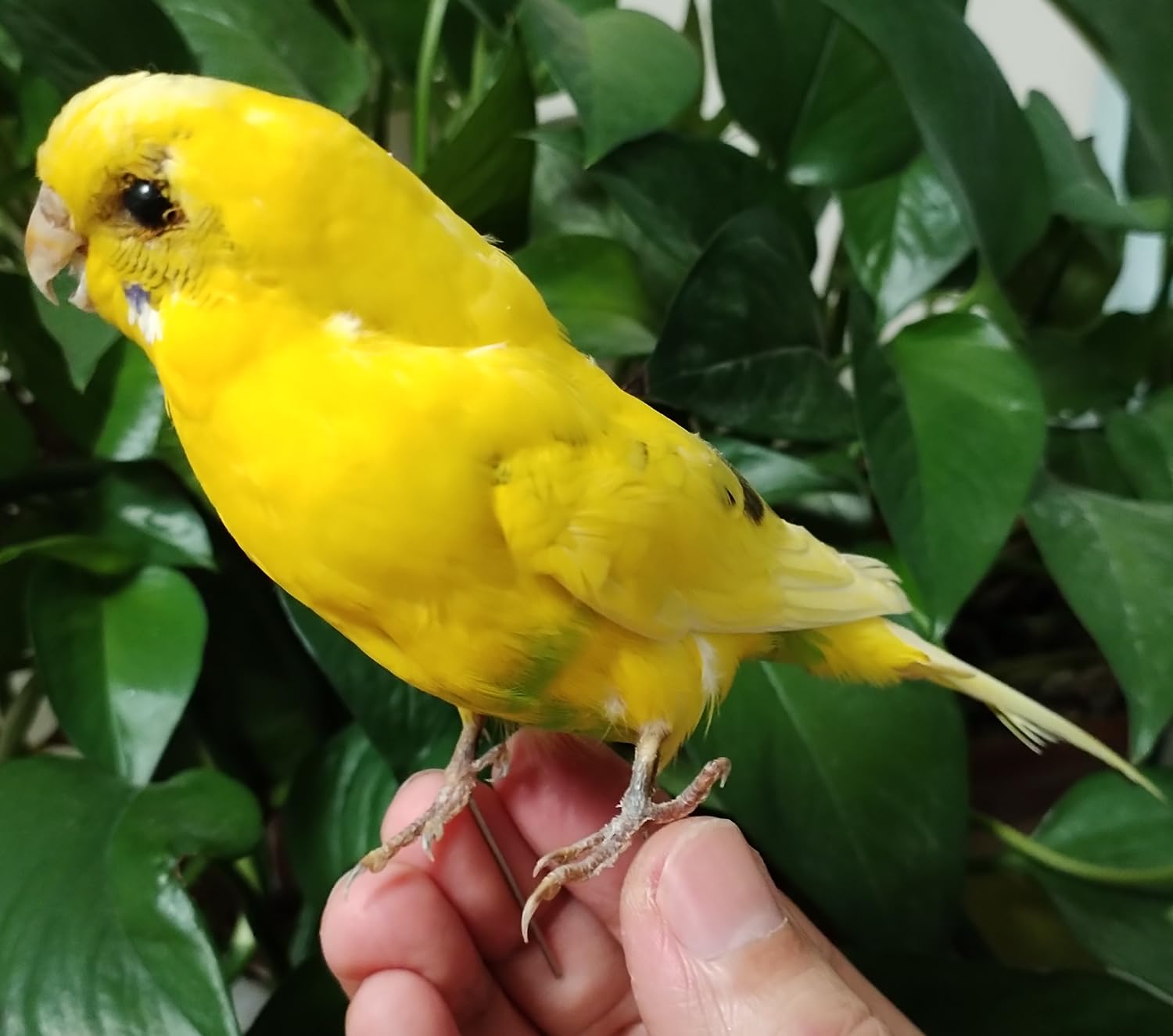 Real Parrot Specimen, Yellow Parrot Budgerigar Taxidermy, Home Decoration Crafts Science Education (Yellow Parrot)