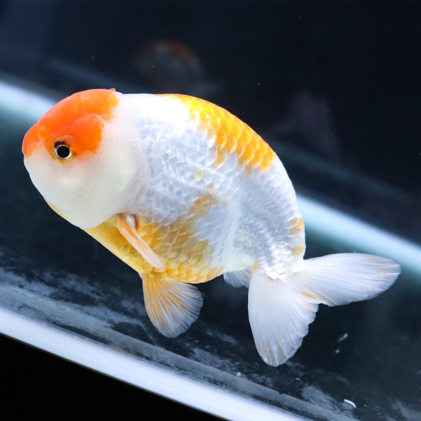 ランチュウ、オス、13cm