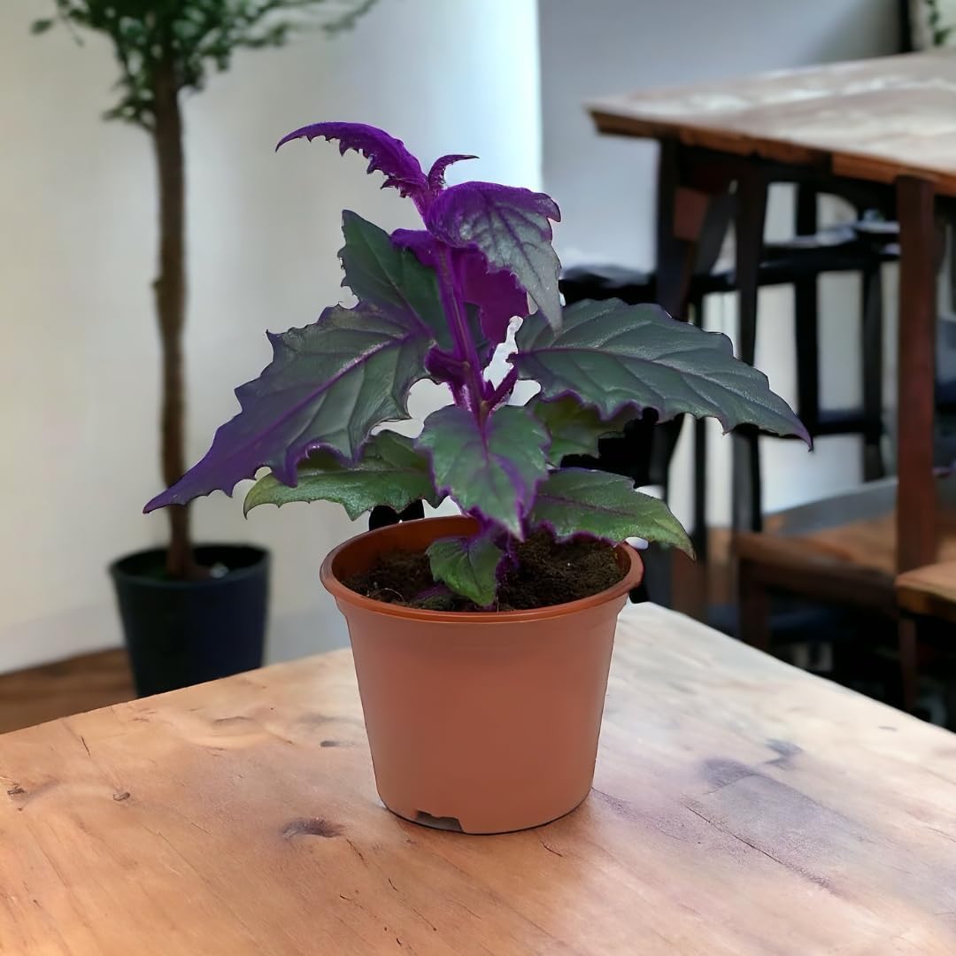 Amulya FARMS & NURSERY Air Purifying Royal Velvet Indoor Live Plant for Living Room, Home, Office & Desk Decor | Velvet Leaf | Small Size | Black Pot Included-image-10