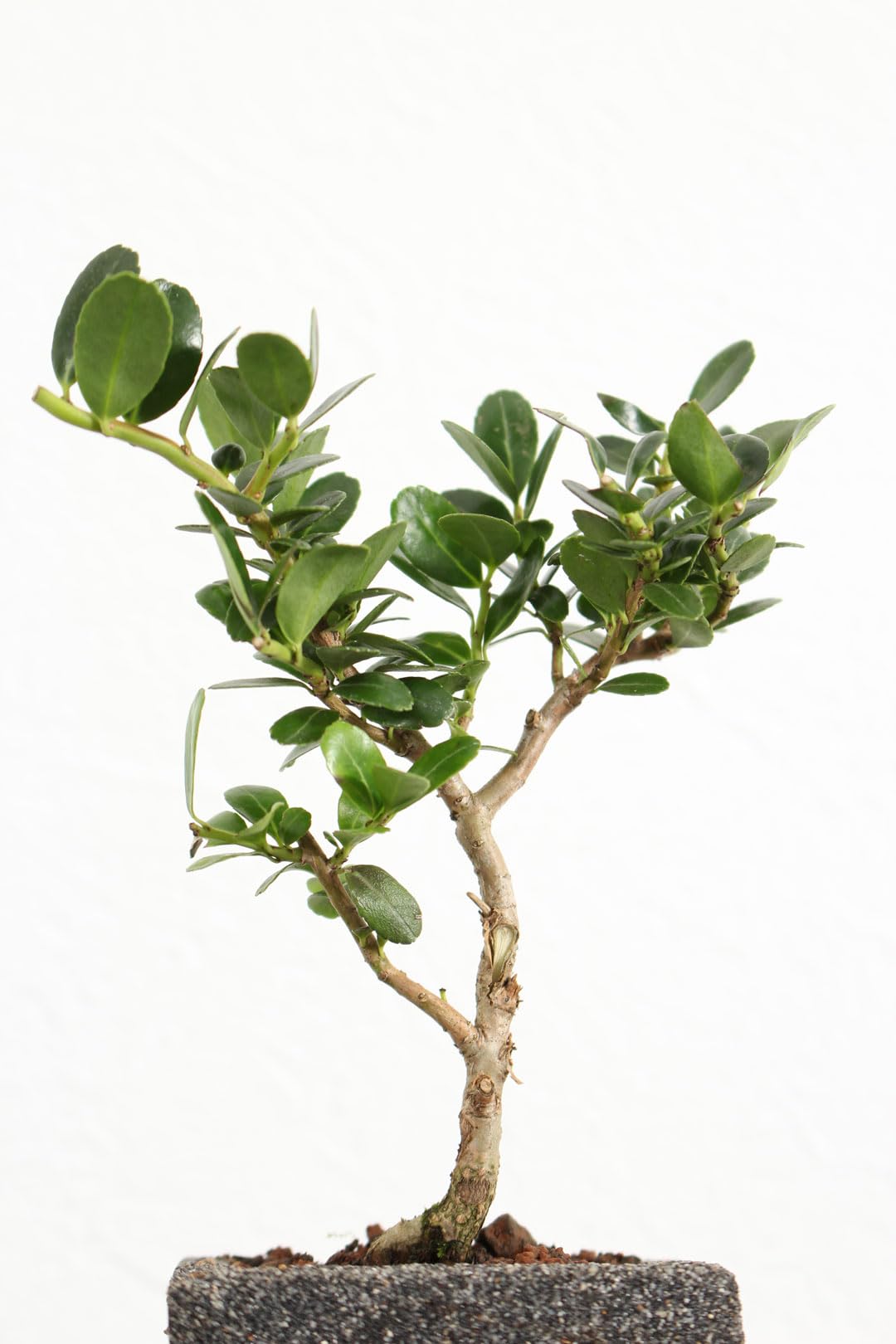 Amazon｜盆栽 雲竜ツゲ 3号 陶器 受け皿付き【観葉植物 塊根植物