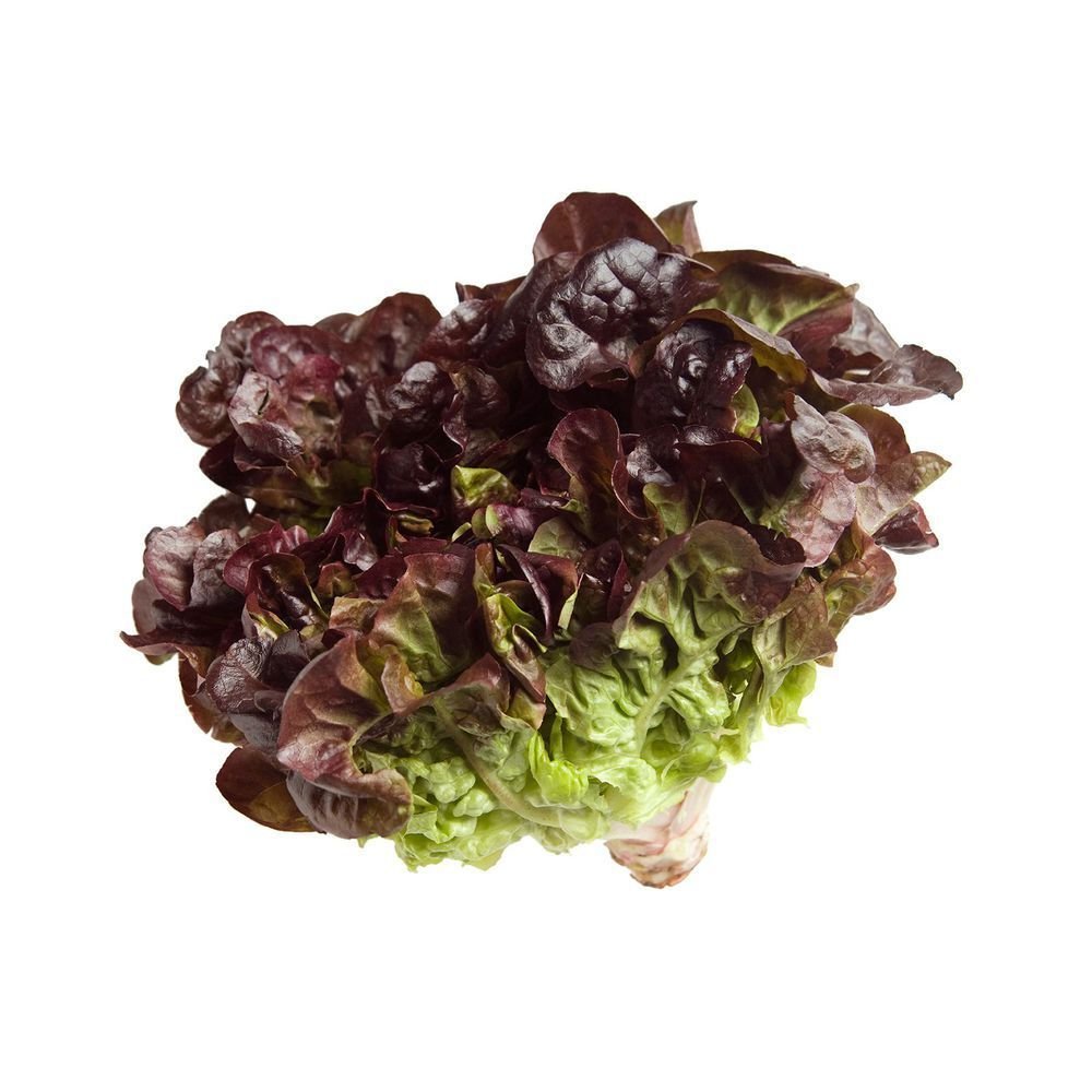 Oak Leaf RED Lettuce (Oakleaf) seeds Loose Leaf 500, 10, 20, 50 Bulk Crisp
