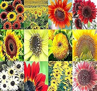 Sponsored Ad - BIG PACK - (1,000+) SUNFLOWER Sunny Sun Flower CRAZY MIX flower Seeds - Non-GMO