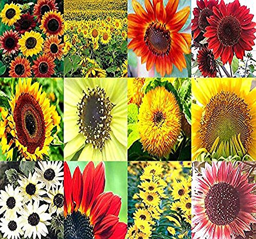 BIG PACK - (1,000+) SUNFLOWER Sunny Sun Flower CRAZY MIX flower Seeds - Non-GMO