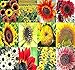 BIG PACK - (1,000+) SUNFLOWER Sunny Sun Flower CRAZY MIX flower Seeds - Non-GMO