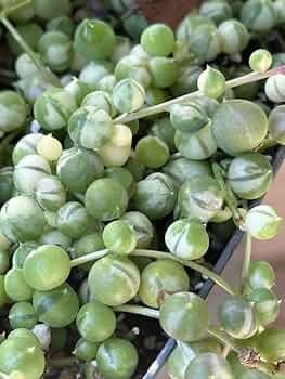 グリーンネックレス グリーンネックレス2.5号 2株セット の通販 | 園芸ネット