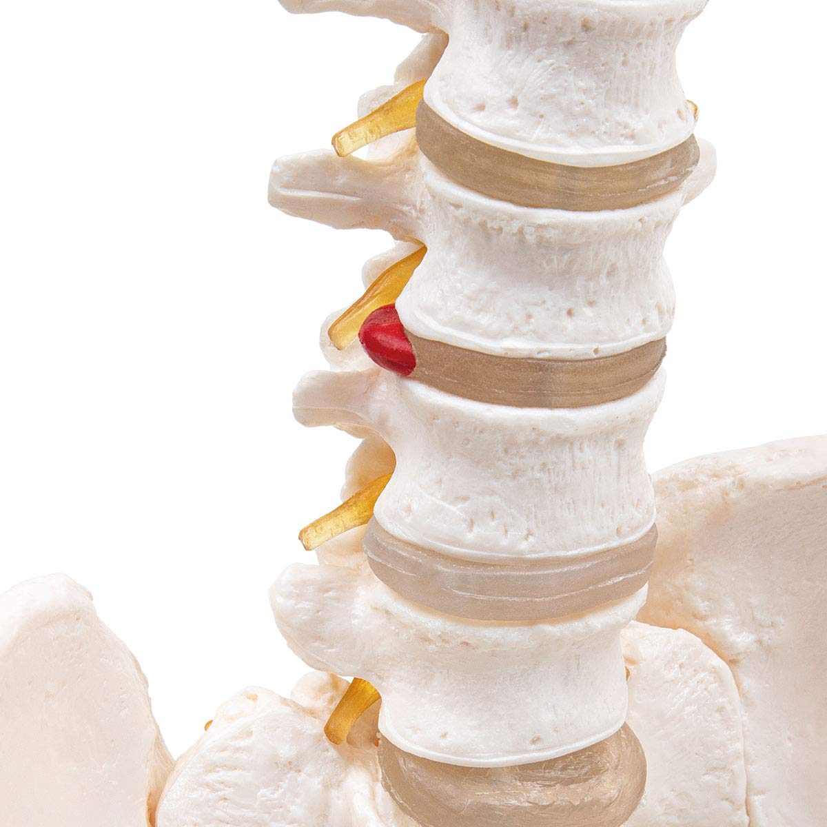 Anatomia Elementare Modello di Colonna Vertebrale – Modello Anatomico di Colonna Umana a Grandezza Naturale, Nervi Spinali, Arteria Cervicale, PVC Durevole