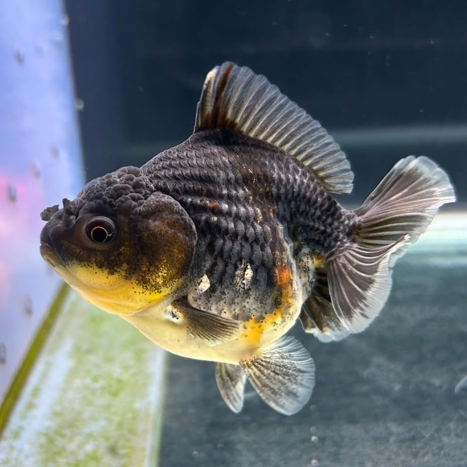 Amazon | 【極上選別個体】極美！ トリカラーオランダショートテール