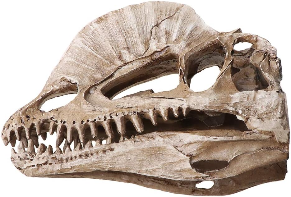 Dilophosaurus Dinosaur Skull Resin Crafts Skeleton Teaching Model Halloween Home Office Decoration Dinosaur Model