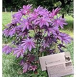 Onalee's Seeds Castor Bean -Deep Purple- New Zealand Purple, Tropical Look, Fast Growing - Ricinus Communis, (16+ Seeds) Grown in and Shipped from USA!