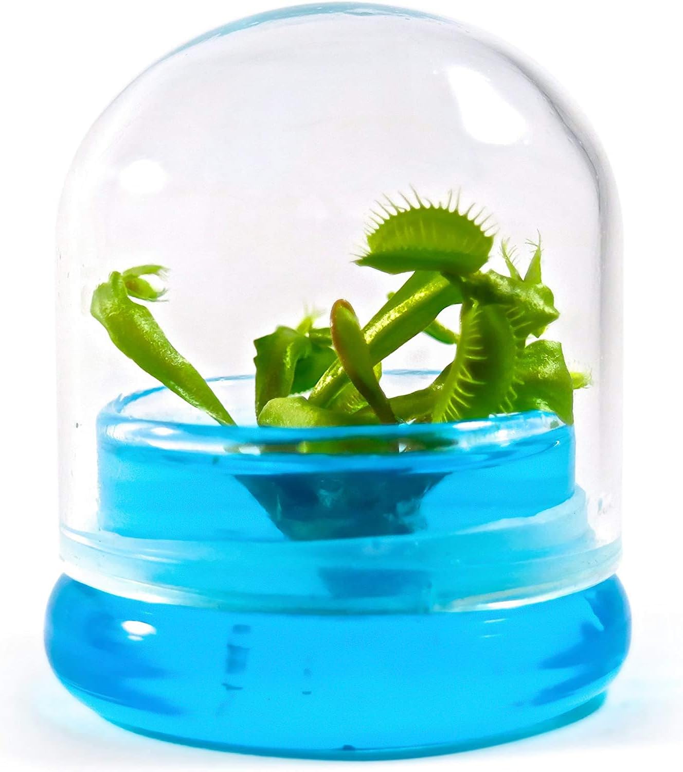 BLOOMIFY Venus Flytrap Terrarium - Zero Care - 100% Growth Guarantee - 2.5" Dome