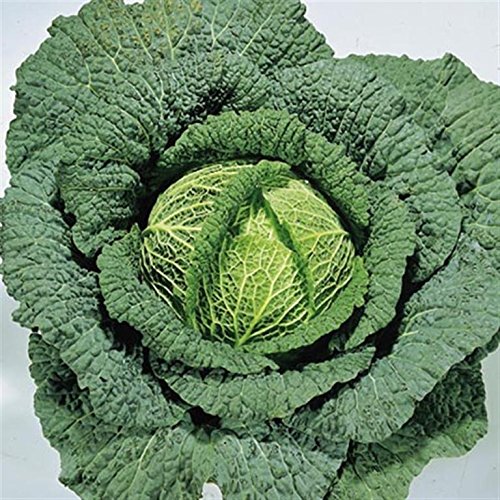 ENGLISH Heirloom heritage BRASSICA ORMSKIRK GREEN SAVOY CABBAGE 100 seeds. Certified French organic grower