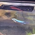 Review Image by Mario J. Lewis-Soper Mario J. Lewis-Soper