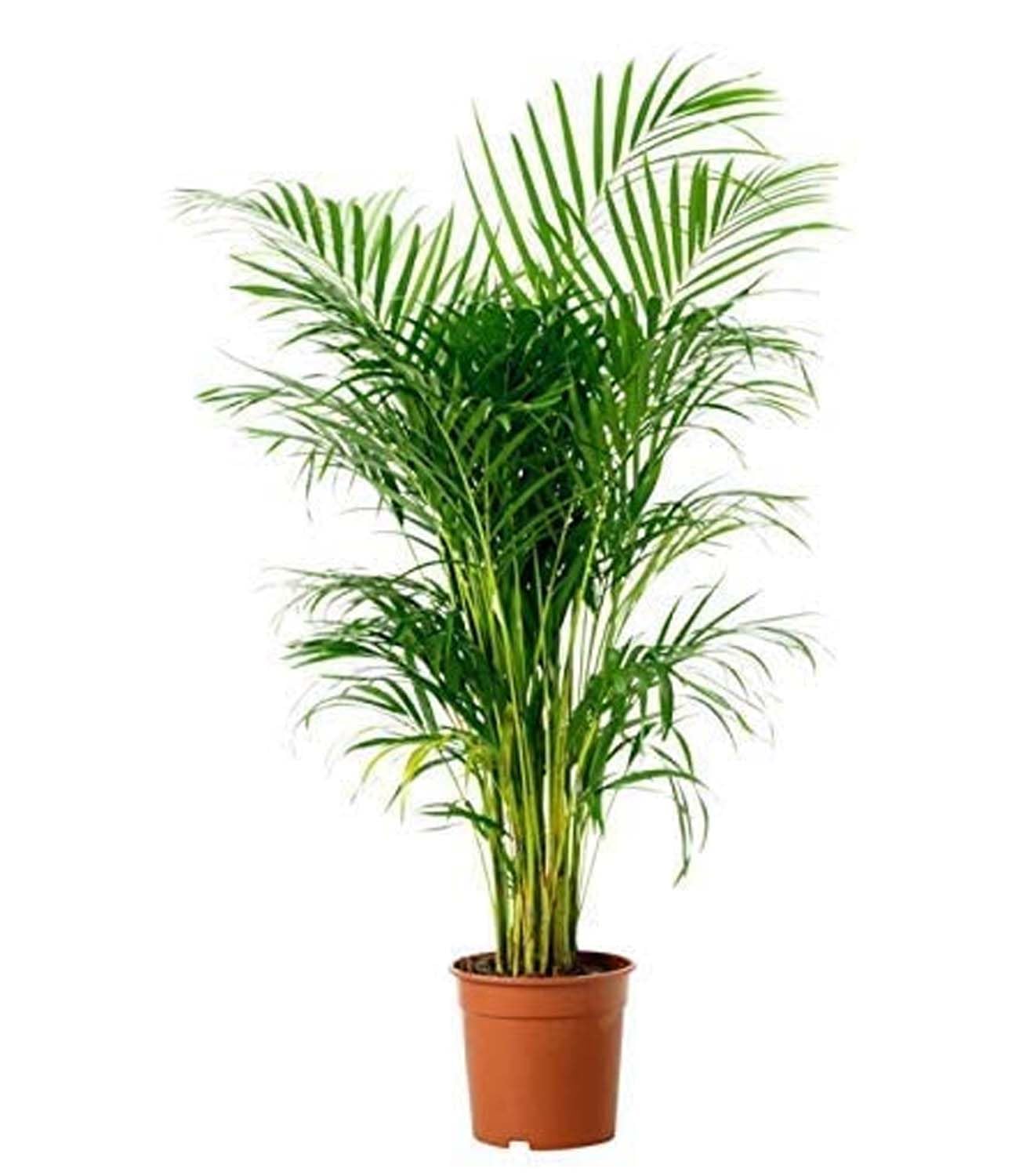GREEN LINE Areca Palm Live Indoor Air Purify House Plant With Pot (Size: 2 To 3 Feet) (B0BCR11FH3) Amazon Price History, Amazon Price Tracker