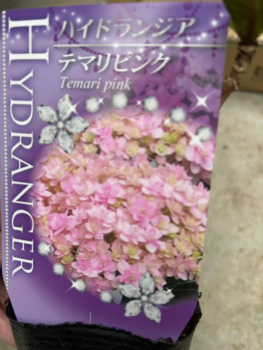 紫陽花 ハイドランジア てまりてまり 来年用 紫陽花 ハイドランジア