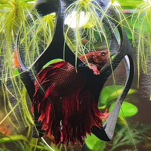 Image of Betta Play Ground | Floating Hammock and Hiding Cave for Betta, Fish, Shrimp with Feeding Station - Swim-Through Aquarium Ornament and Tank Decoration (Baby Blue, Regular)