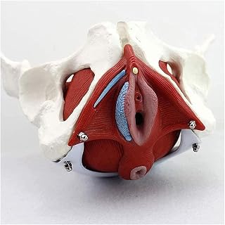 3D Female Pelvic Organs, Female Pelvic Bones, Pelvic Floor Muscles and Reproductive Organs, Colon, Bladder, Removable Organs Including The Uterus, and Detailed Manual for Human Professional Anatomy