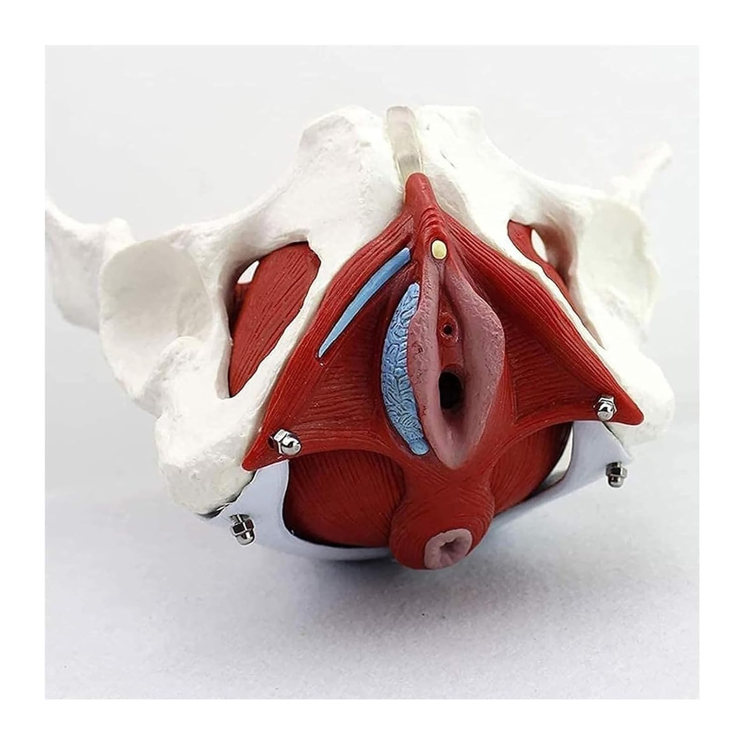 3D Female Pelvic Organs, Female Pelvic Bones, Pelvic Floor Muscles and Reproductive Organs, Colon, Bladder, Removable Organs Including The Uterus, and Detailed Manual for Human Professional Anatomy
