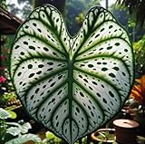 Fancy Green and White Caladium Bulbs for Planting - Easy to Grow Perennial Hosta, Elephant Ears - Great Gift for Plant Lovers (6 Bulbs)
