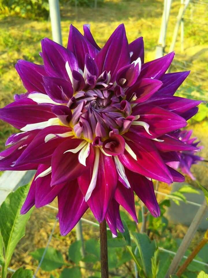 Image of SVG Imported Dahlia Flower Bulbs for Your Home and Gardening Pack of 2 Bulbs (lite green)