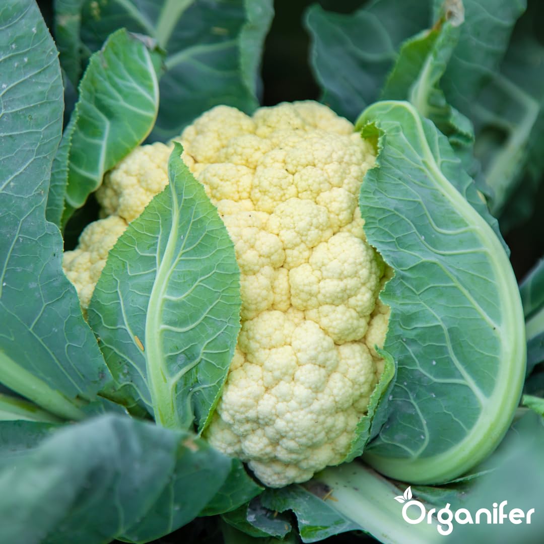 Blumenkohl Flüssigdünger - 10L - NPK 2-1-8 | Flüssig-Pflanzendünger Für Kräftige Köpfe & Gesunde Blätter - Fördert Wurzeln & Vitalität - Organifer