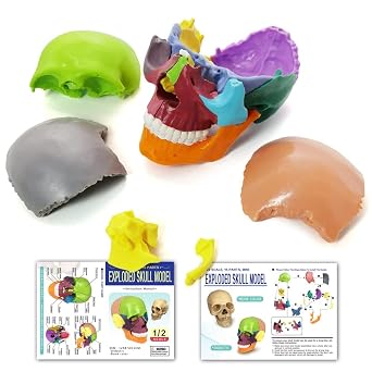 15-Parts Anatomy Skull Model,Colorful Medical Brain Model,Human Anatomy Exploded Skull Detachable Medical Dental Clinic Teaching Equipment,with Detailed Manual
