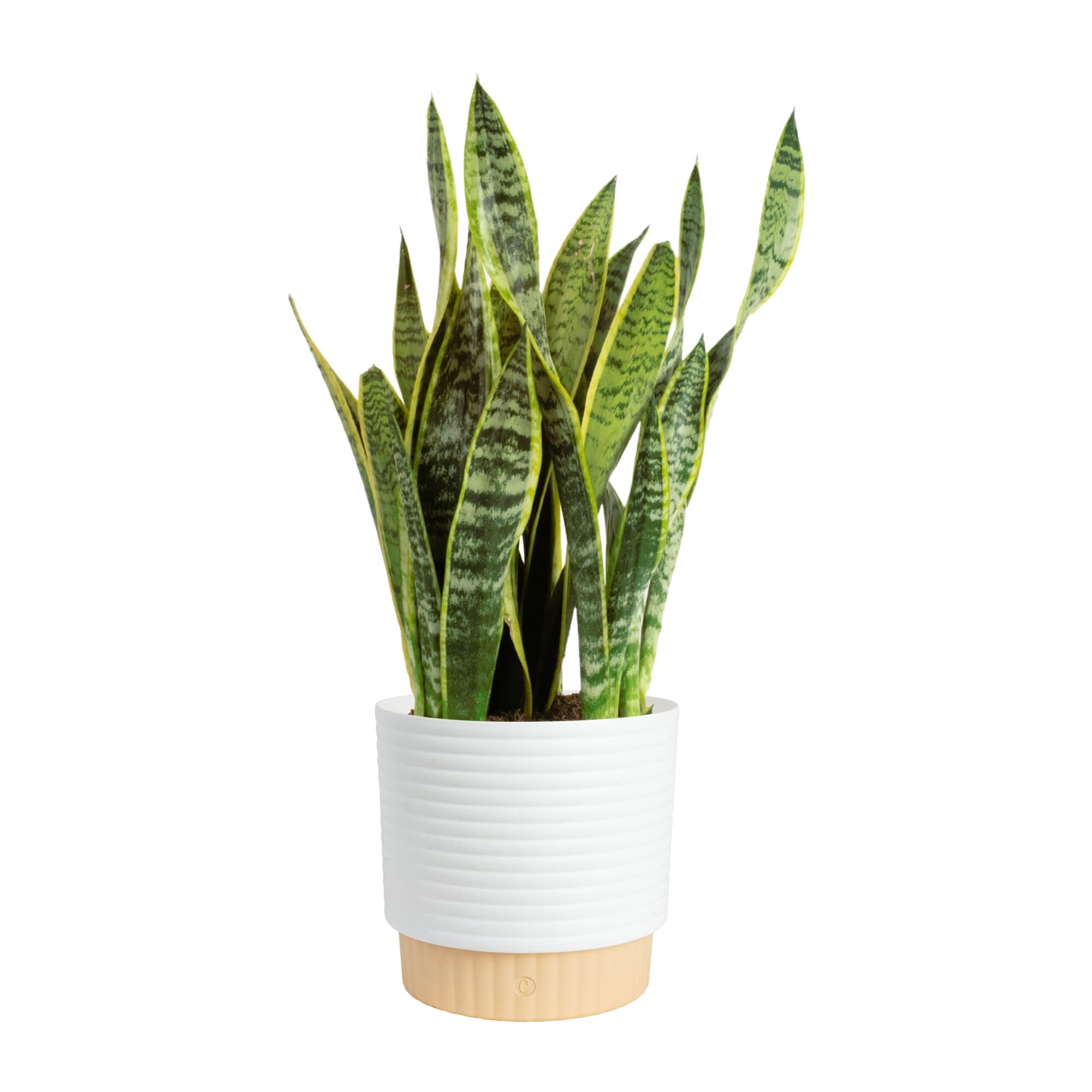 Costa Farms Snake Plant
