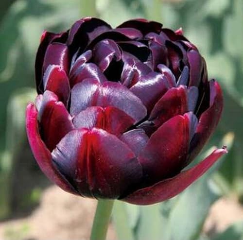 チューリップ ブラックヒーロー 球根3球のサムネイル