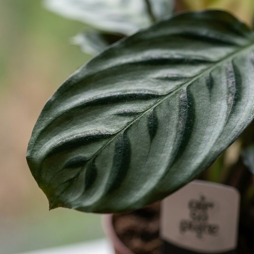 Ctenanthe Burle Marxii – roślina o wzorze w jodełkę - 30cm - Ø12cm