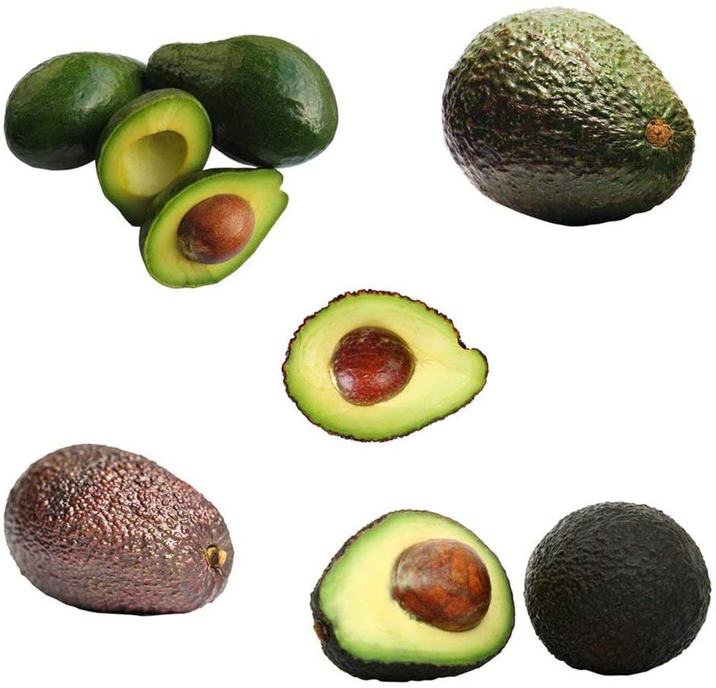 5pcs graines d'avocat rares fantastiques Fruits exotiques taux de Germination élevé intérieur extérieur Jardin Balcon facile à cultiver bien aimé
