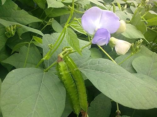 Miniatura 3 de Semillas de frijol aladas Psophocarpus verde natural Tetragonolobus 100PCS Semillas