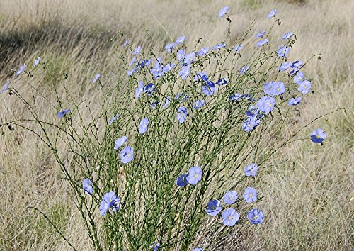 Earthcare Seeds Blue Flax 1500 Seeds (Linum Perenne) Non Gmo, Heirloom #TOP2