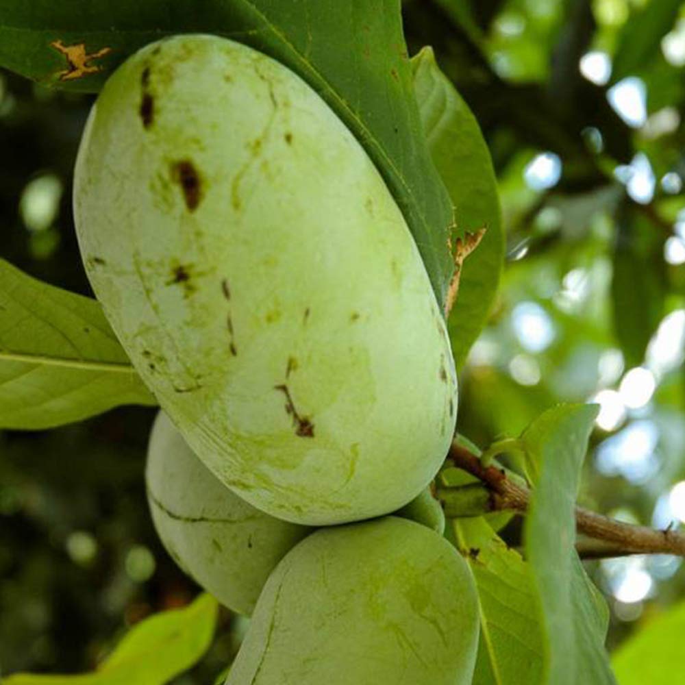 Amazon.co.jp: ポポー2年生接木苗/5号ポット苗(品種:プロリフィック