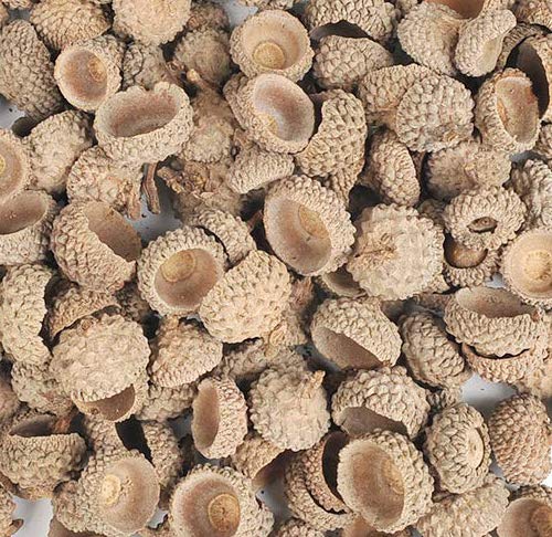 BUYGOO Natural Acorn Caps for Crafting Decoration DIY Home Party Wedding Decor Thanksgiving Christmas Festival (250g Bag)
