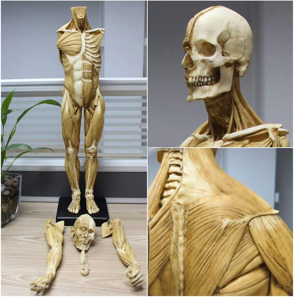 60 cm 23 cale ludzki męski model mięśniowo-szkieletowy anatomia człowieka figura sztuka ludzkie ciało mięśnie i szkielet anatomiczny model do szkoły nauki i nauczania żółty model szkieletu