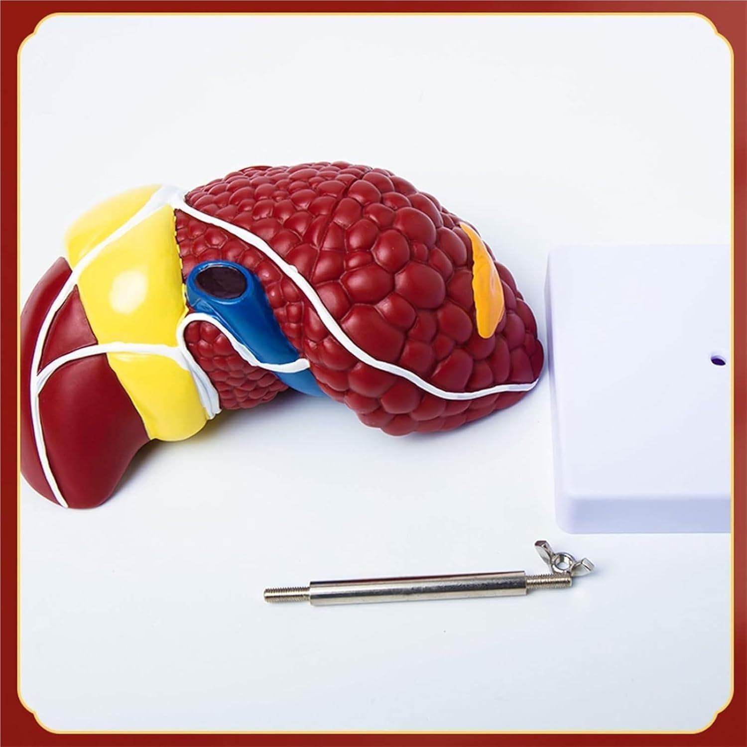 hixswnu Anatomowy model wątroby 3D do edukacji, patologiczna pomoc w nauce wątroby, wyposażenie biologiczne dla nauki, anatomii ludzkiej trzewnej do edukacji medycznej i pomocy w nauce