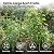 Garden Arch Trellis for Climbing Plants Outdoor, 7 Ft Tall Cucumber Trellis for Raised Bed, Metal Archway Arbor Trellis Support for Vegetables Beans Squash Peas Grape Vines Flowers