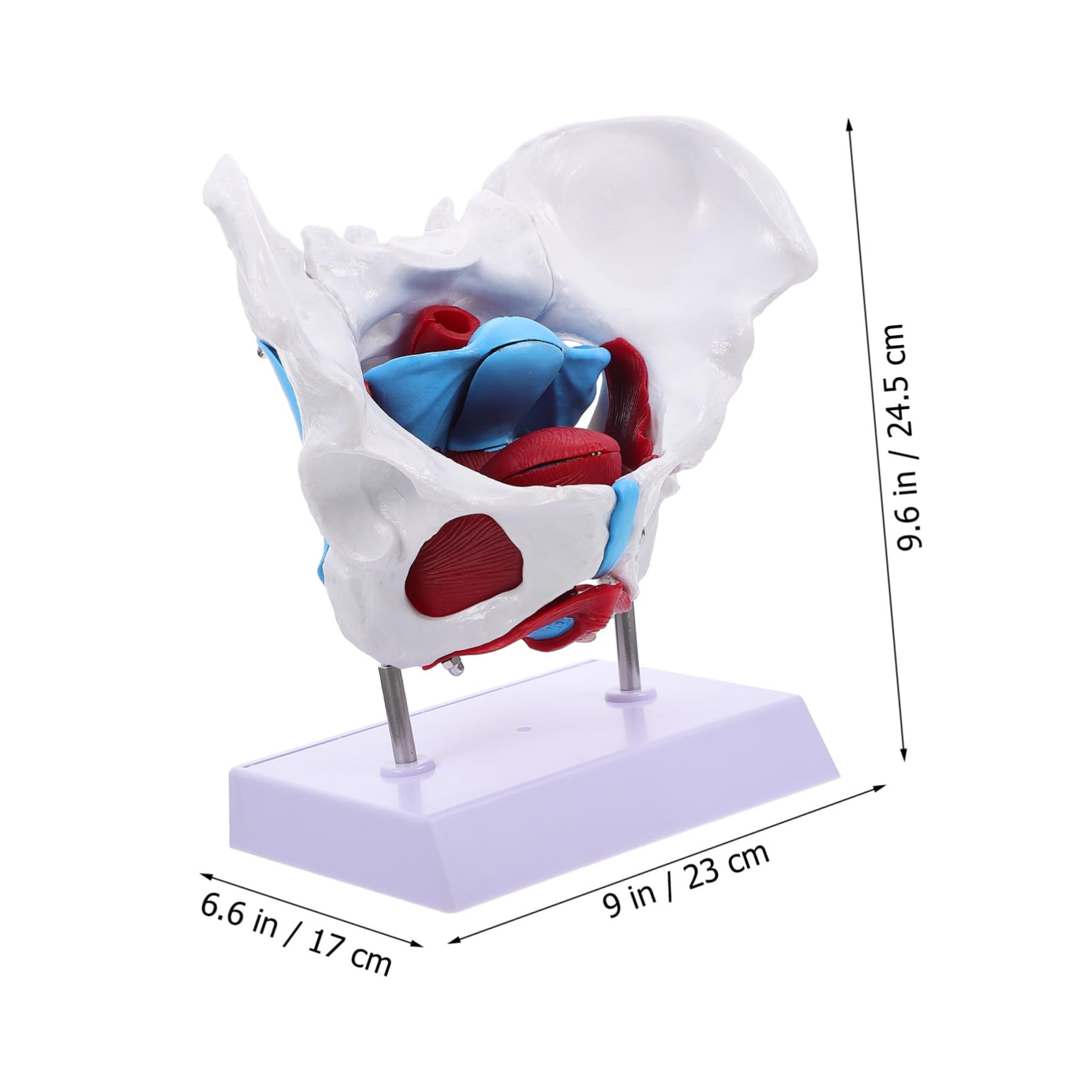 HEALLILY Modello Anatomico Pelvico Femminile in PVC Facile da Usare Design Portatile per Insegnamento e Scuole di Studio Sanitario